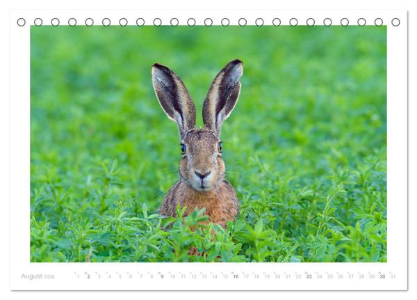 Produktbild: Der Feldhase (Tischkalender 2026 DIN A5 quer), CALVENDO Monatskalender