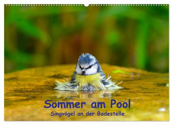 Produktbild: Sommer am Pool - Singv&ouml;gel an der Badestelle (Wandkalender 2026 DIN A2 quer), CALVENDO Monatskalender