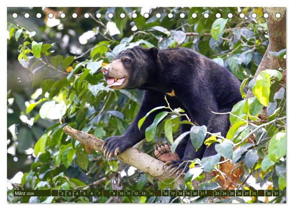 Produktbild: Borneo - Tierparadies Regenwald (Tischkalender 2026 DIN A5 quer), CALVENDO Monatskalender