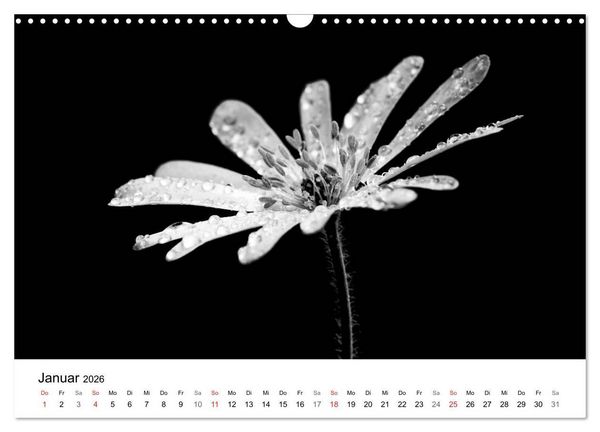 Produktbild: Blumen 2026, Schwarz-Wei&szlig; (Wandkalender 2026 DIN A3 quer), CALVENDO Monatskalender