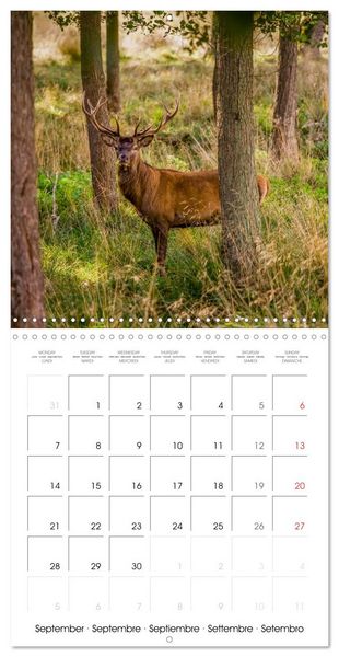 Produktbild: Aux bois des cerfs (Calendrier mural carr&eacute; 2026 30x30 cm) Calendrier double avec une page pour vos prises de notes