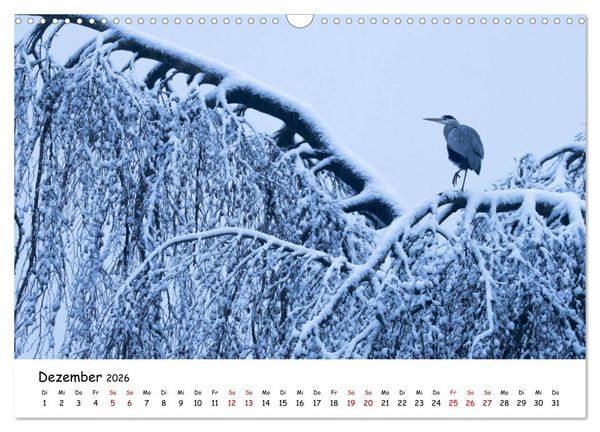 Produktbild: Die Graureiher vom Ahnepark (Wandkalender 2026 DIN A3 quer), CALVENDO Monatskalender