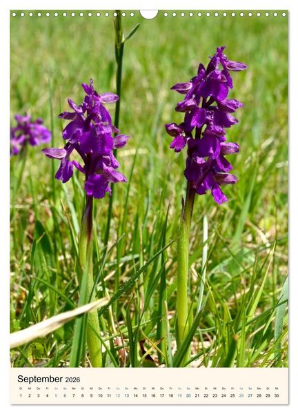 Produktbild: Einheimische Orchideen (Wandkalender 2026 DIN A3 hoch), CALVENDO Monatskalender