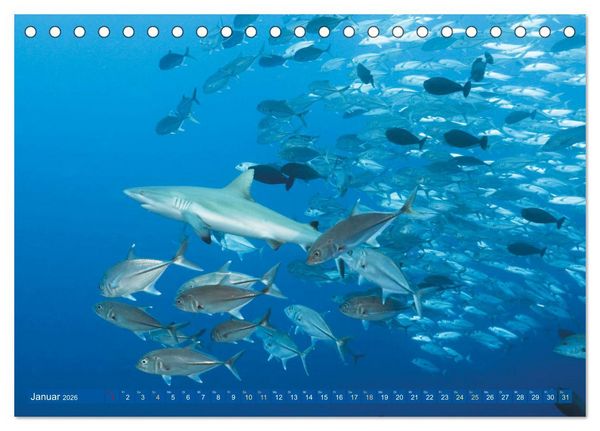 Produktbild: Tauchen: Wunderbares tiefblaues Meer (Tischkalender 2026 DIN A5 quer), CALVENDO Monatskalender