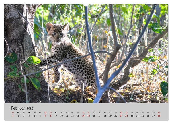 Produktbild: Leoparden - gro&szlig; und klein (Wandkalender 2026 DIN A2 quer), CALVENDO Monatskalender
