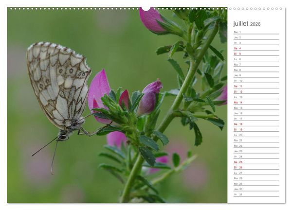 Produktbild: Dans le jardin des papillons (Calendrier mural 2026 DIN A2 vertical), CALVENDO calendrier mensuel