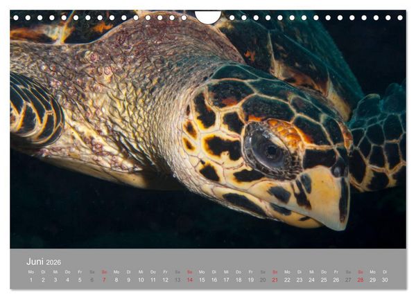 Produktbild: Meeresschildkr&ouml;ten der Karibik (Wandkalender 2026 DIN A4 quer), CALVENDO Monatskalender