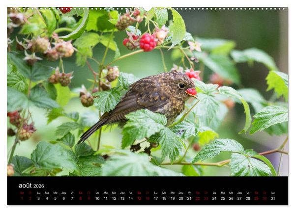Produktbild: Mon ami le rouge-gorge (Calendrier mural 2026 DIN A2 vertical) calendrier de bureau