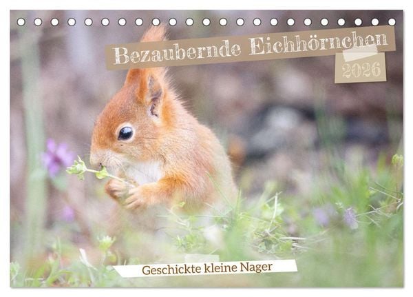 Bezaubernde Eichhörnchen (Tischkalender 2026 DIN A5 quer), CALVENDO Monatskalender