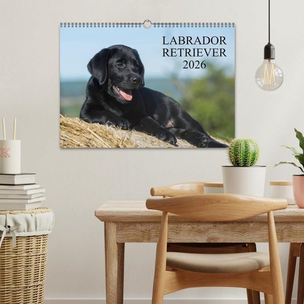 Produktbild: Labrador Retriever 2026 (Wandkalender 2026 DIN A3 quer), CALVENDO Monatskalender