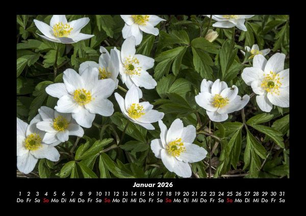 Produktbild: Blumenzauber 2026 Fotokalender DIN A3