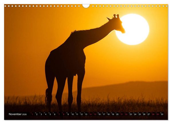 Produktbild: Safari Afrika (Wandkalender 2026 DIN A3 quer), CALVENDO Monatskalender