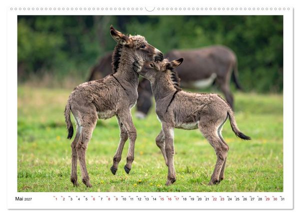 Produktbild: Kleine und gro&szlig;e Eselein (Wandkalender 2027 DIN A2 quer), CALVENDO Monatskalender