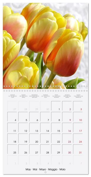 Produktbild: Tulipes &eacute;l&eacute;gantes (Calendrier mural carr&eacute; 2026 30x30 cm) Calendrier double avec une page pour vos prises de notes