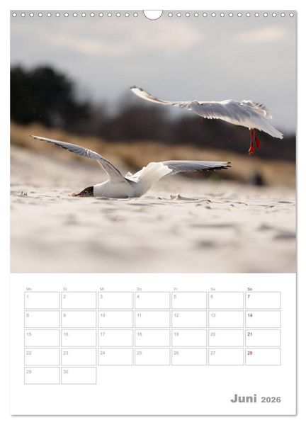 Produktbild: M&ouml;wen - die V&ouml;gel der K&uuml;ste (Wandkalender 2026 DIN A3 hoch), CALVENDO Monatskalender