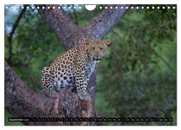 Produktbild: Afrikas wilde Tiere (Wandkalender 2026 DIN A4 quer), CALVENDO Monatskalender