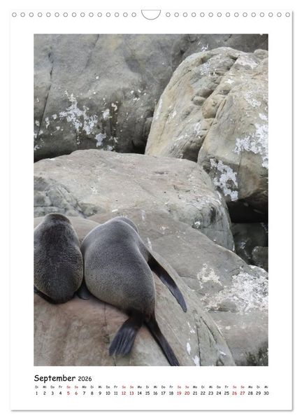 Produktbild: Neuseelands Pelzrobben und Gelbaugenpinguine (Wandkalender 2026 DIN A3 hoch), CALVENDO Monatskalender
