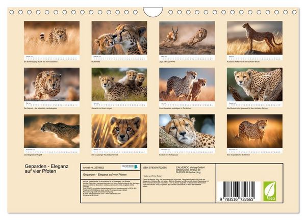 Produktbild: Geparden - Eleganz auf vier Pfoten (Wandkalender 2026 DIN A4 quer), CALVENDO Monatskalender