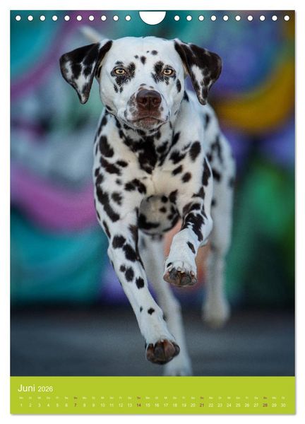 Produktbild: Graffiti Dogs Kunterbunt (Wandkalender 2026 DIN A4 hoch), CALVENDO Monatskalender