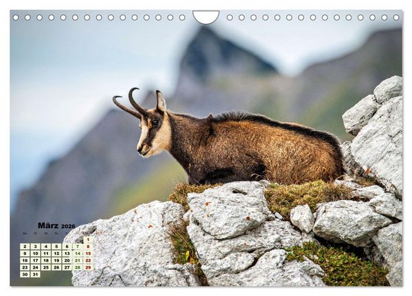 Produktbild: Big Five der Alpen G&auml;mse, Steinbock, Murmeltier, Steinadler, Bartgeier (Wandkalender 2026 DIN A4 quer), CALVENDO Monatskalender