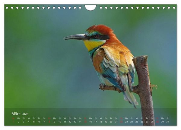 Produktbild: Europ&auml;ische Bienenfresser (Wandkalender 2026 DIN A4 quer), CALVENDO Monatskalender