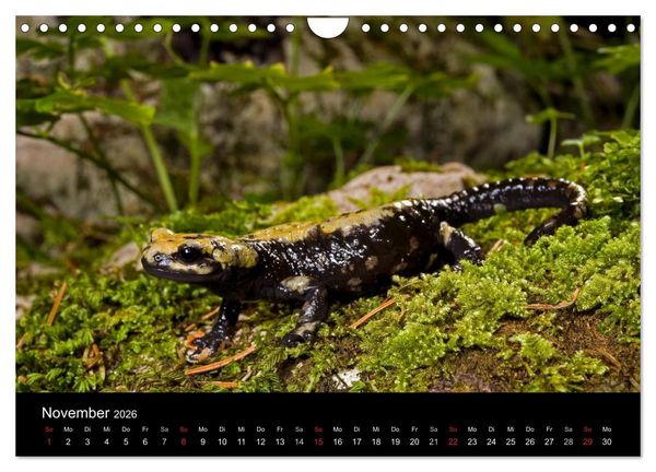 Produktbild: Salamander und Molche (Wandkalender 2026 DIN A4 quer), CALVENDO Monatskalender