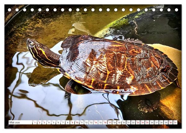 Produktbild: Schmuckschildkr&ouml;ten - Schmuckst&uuml;cke der Natur (Tischkalender 2026 DIN A5 quer), CALVENDO Monatskalender
