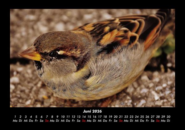 Produktbild: Welt der V&ouml;gel 2026 Fotokalender DIN A3