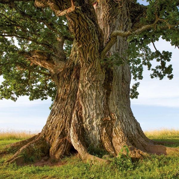 Produktbild: Die Kraft der B&auml;ume / The Power of Trees 2027