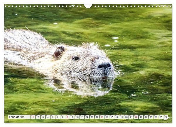 Produktbild: NUTRIA mit Nachwuchs (Wandkalender 2026 DIN A3 quer), CALVENDO Monatskalender