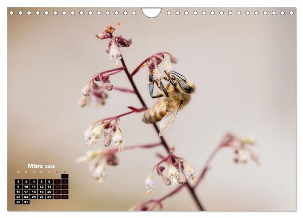 Produktbild: Die Wunderwelt der Biene (Wandkalender 2026 DIN A4 quer), CALVENDO Monatskalender