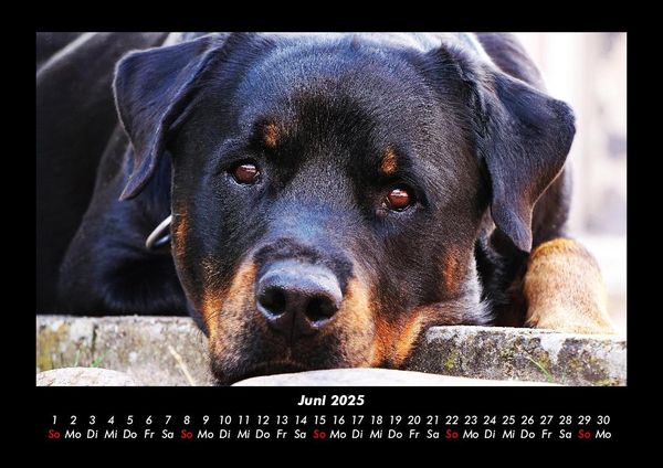 Produktbild: Hundezauber 2025 Fotokalender DIN A3