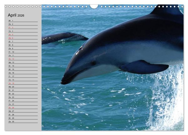 Produktbild: Delfine und Wale (Wandkalender 2026 DIN A3 quer), CALVENDO Monatskalender