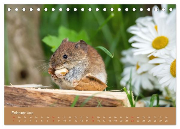 Produktbild: M&auml;usetanz (Tischkalender 2026 DIN A5 quer), CALVENDO Monatskalender