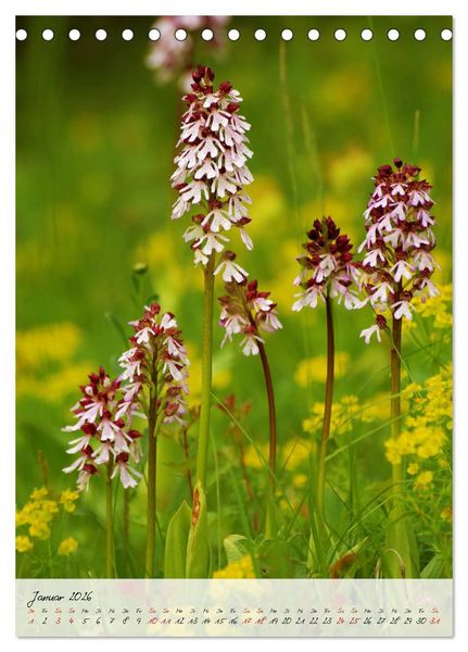 Produktbild: Florale Meisterwerke der Natur (Tischkalender 2026 DIN A5 hoch), CALVENDO Monatskalender