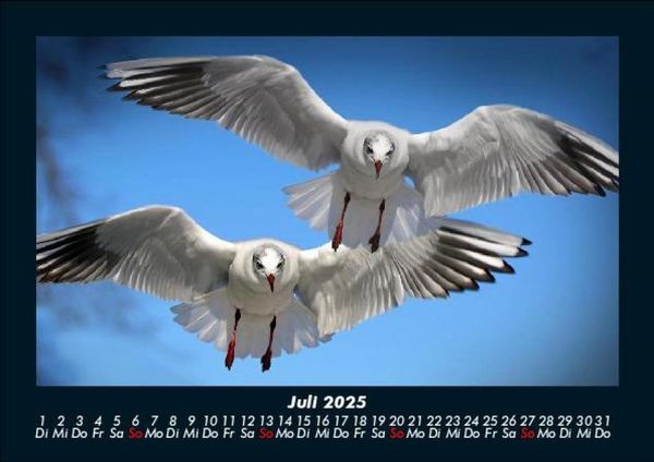 Produktbild: M&ouml;wen 2025 Fotokalender DIN A5