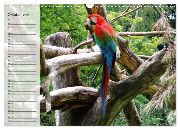 Produktbild: Papageien. Bunt, laut und klug (Wandkalender 2026 DIN A3 quer), CALVENDO Monatskalender