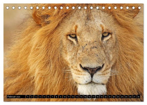 Produktbild: Magie des Augenblicks - L&ouml;wen - Herrscher der Savanne (Tischkalender 2026 DIN A5 quer), CALVENDO Monatskalender
