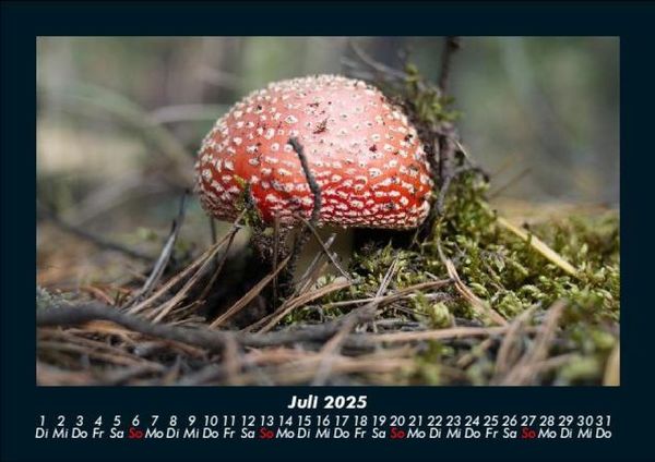 Produktbild: Pilzkalender 2025 Fotokalender DIN A5