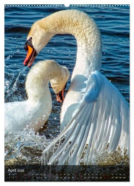Produktbild: Der Schwan (hochwertiger Premium Wandkalender 2026 DIN A2 hoch), Kunstdruck in Hochglanz