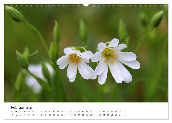 Produktbild: Zarte Natur 2026 (Wandkalender 2026 DIN A2 quer), CALVENDO Monatskalender