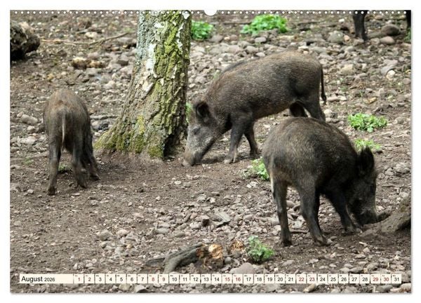 Produktbild: Wildschweine - Tiere aus unseren W&auml;ldern (hochwertiger Premium Wandkalender 2026 DIN A2 quer), Kunstdruck in Hochglanz