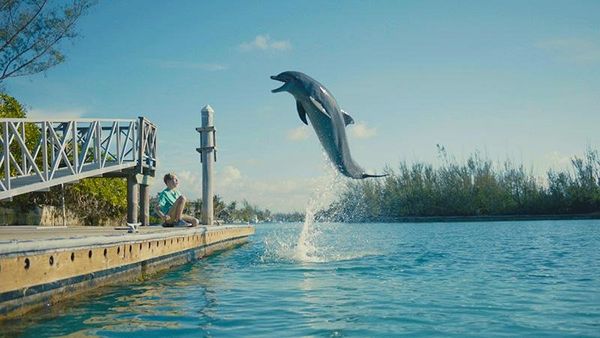 Produktbild: Echo, der Delphin - Eine Freundschaft f&uuml;rs Leben