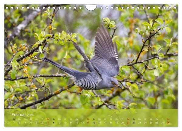 Produktbild: Kuckuck,Kuckuck,rufts aus dem Wald (Wandkalender 2026 DIN A4 quer), CALVENDO Monatskalender