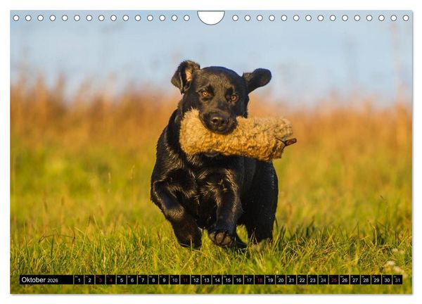 Produktbild: Labrador Retriever - ein Herz auf 4 Pfoten (Wandkalender 2026 DIN A4 quer), CALVENDO Monatskalender