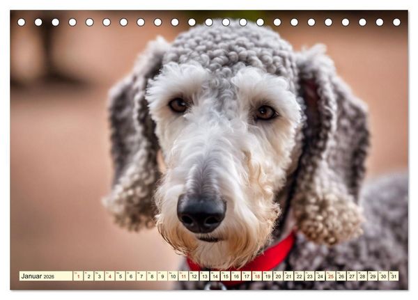 Produktbild: Bedlington Terrier - Hunde im Schafspelz (Tischkalender 2026 DIN A5 quer), CALVENDO Monatskalender