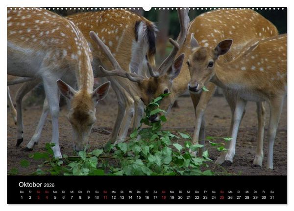 Produktbild: Welt der Tiere (Wandkalender 2026 DIN A2 quer), CALVENDO Monatskalender