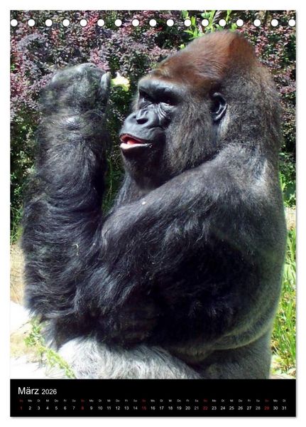 Produktbild: Gorillas (Tischkalender 2026 DIN A5 hoch), CALVENDO Monatskalender
