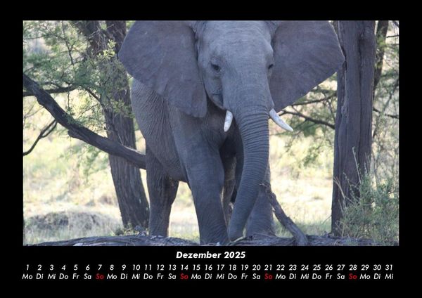 Produktbild: Elefanten - Die sanften Riesen Afrikas 2025 Fotokalender DIN A3