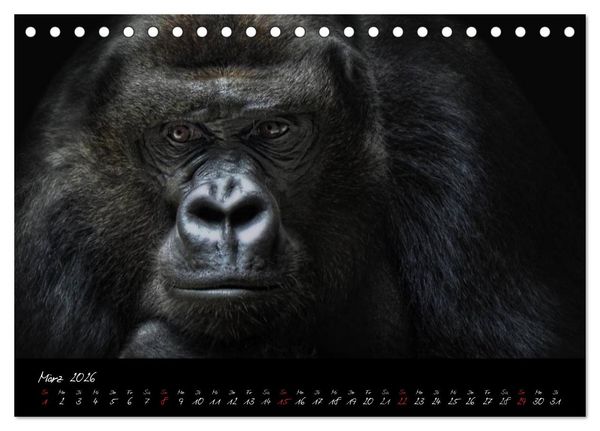 Produktbild: Gorilla (Tischkalender 2026 DIN A5 quer), CALVENDO Monatskalender